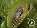 食虫植物吞食昆虫全程